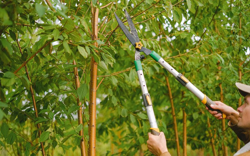 Tree trimming in Kapolei, HI